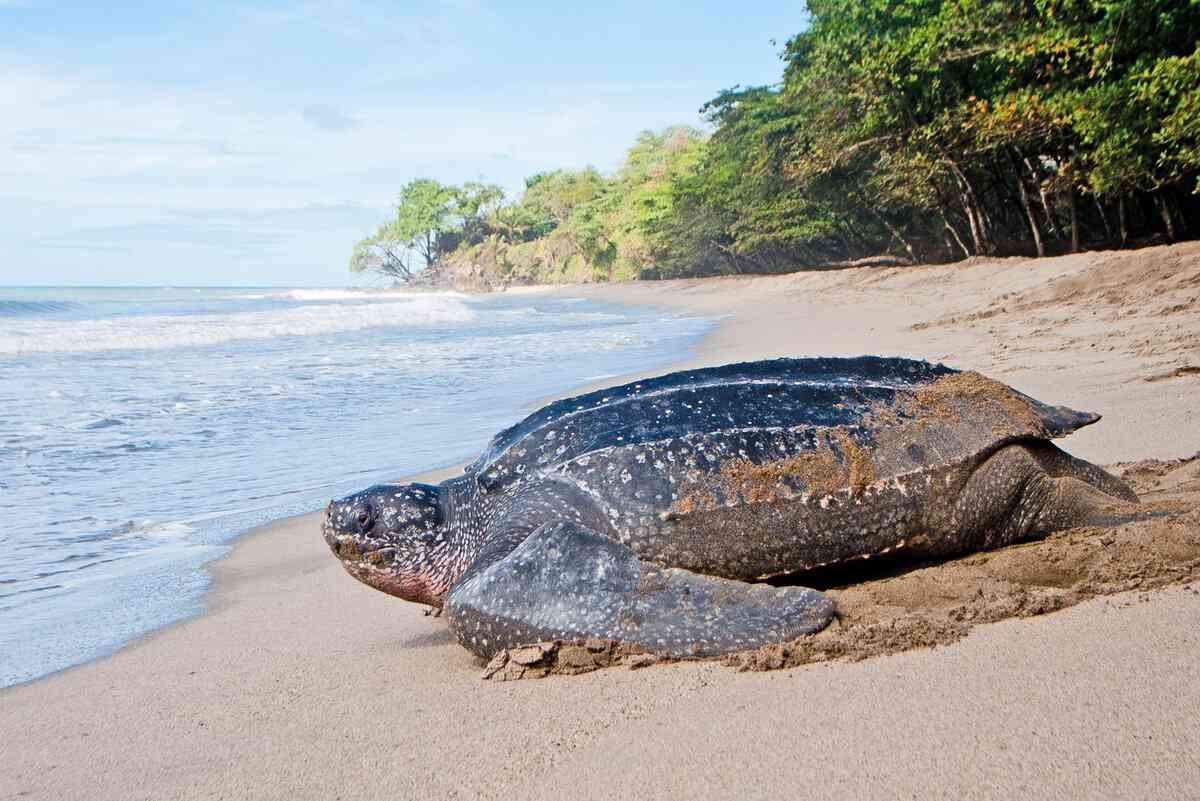 исчезающая кожистая черепаха