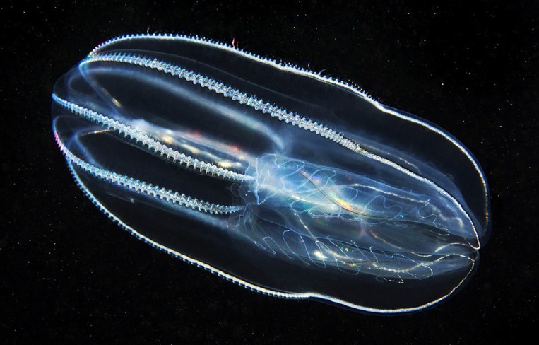 внешний вид медузы мнемиопсис 