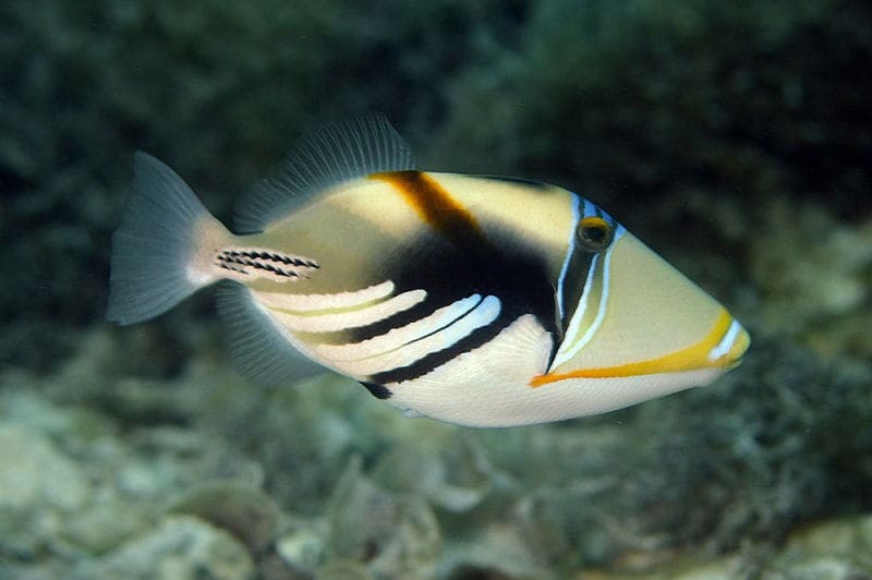 внешний вид спинорога 