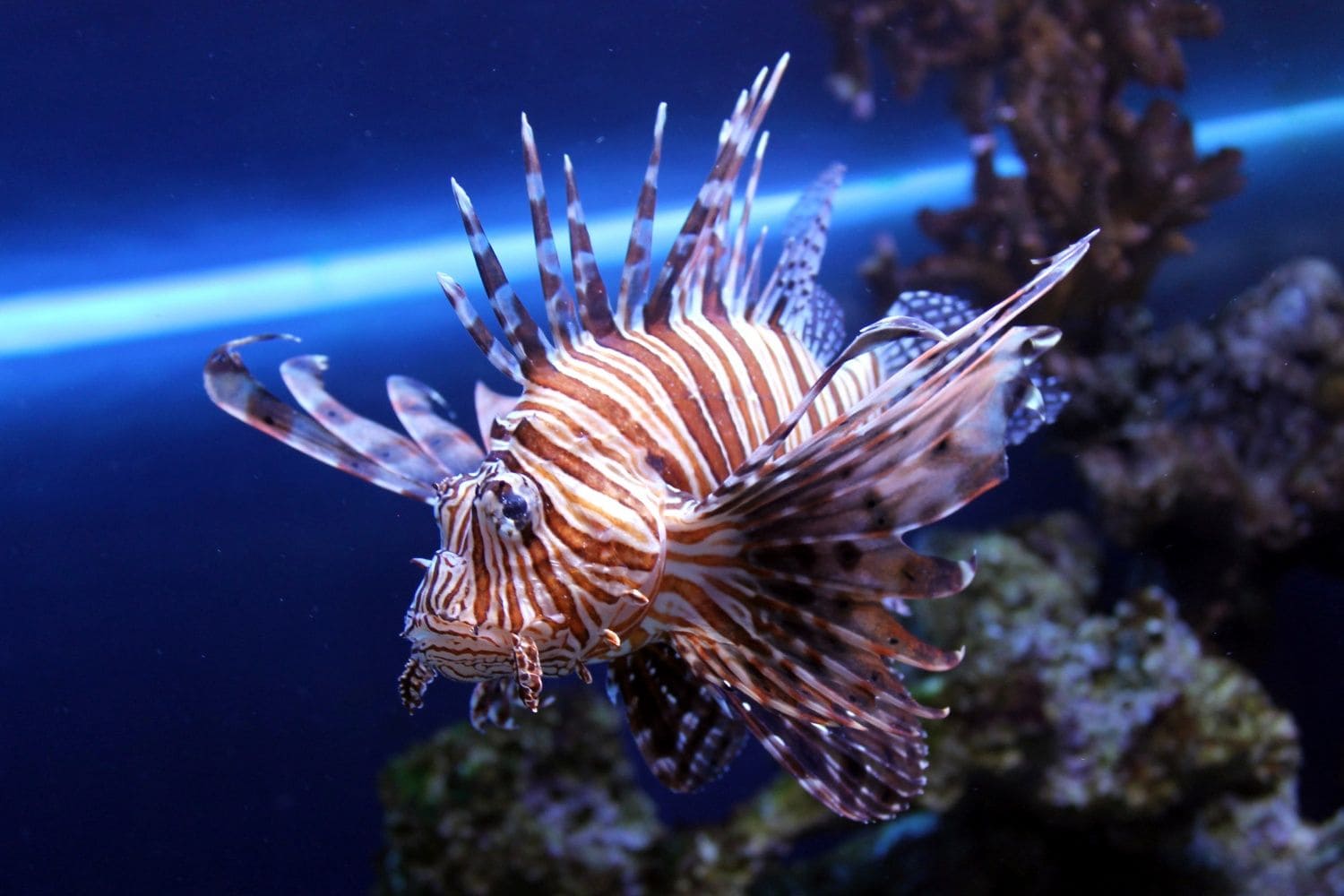 Крылатка полосатая 