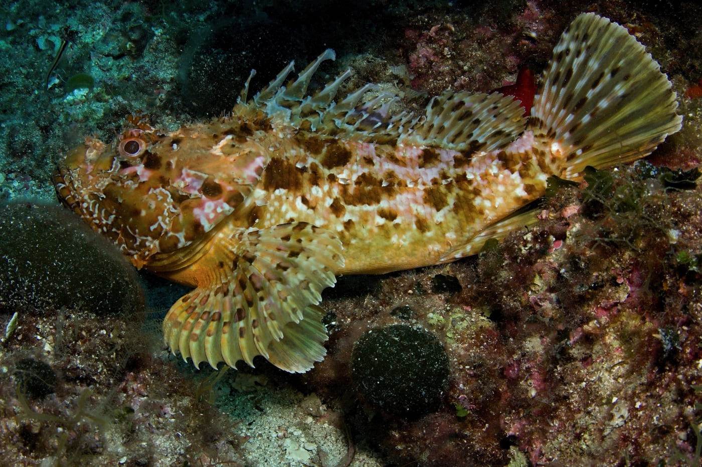 особенности внешнего вида скорпены 