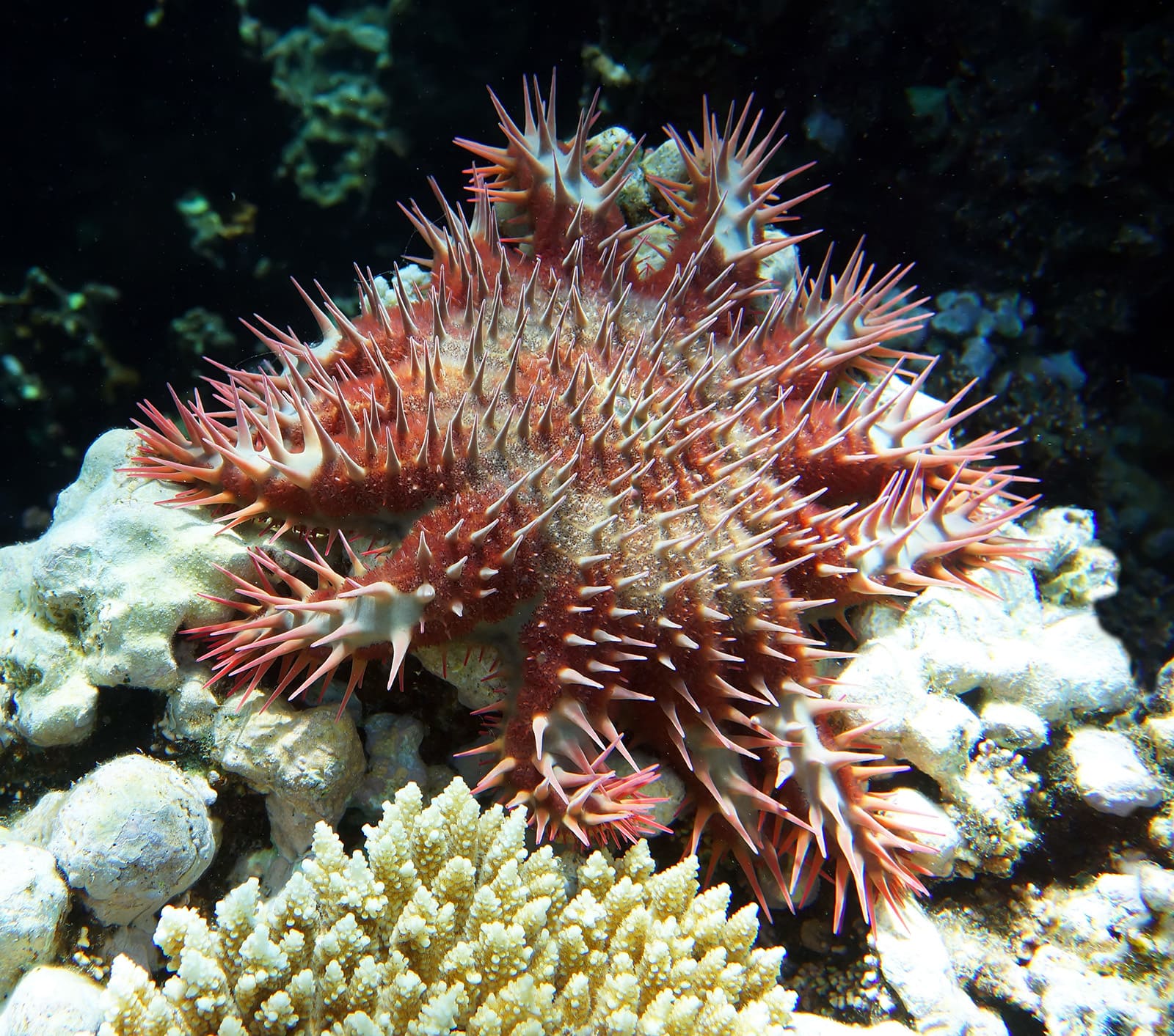 морская звезда терновый венец 