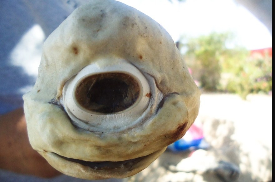 голова акулы с одним глазом