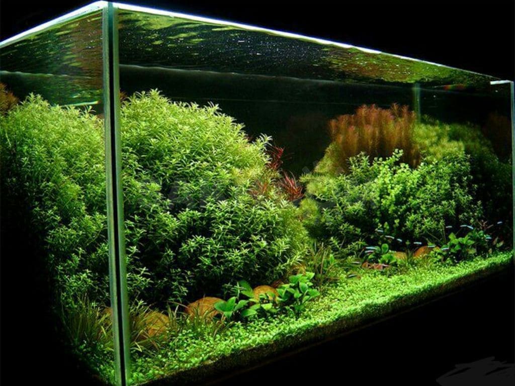 красивый аквариум 