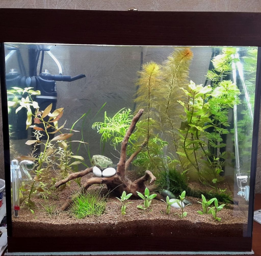 аквариум в природном стиле 