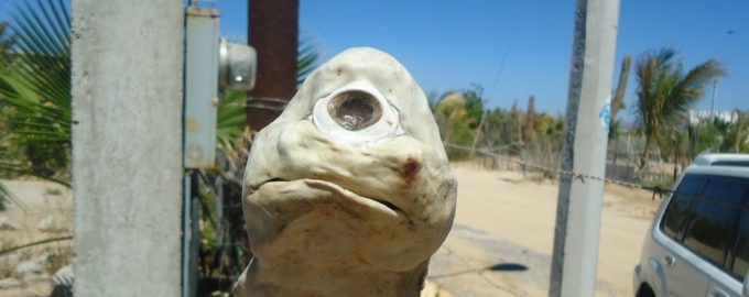 акуленок с одним глазом и белой кожей