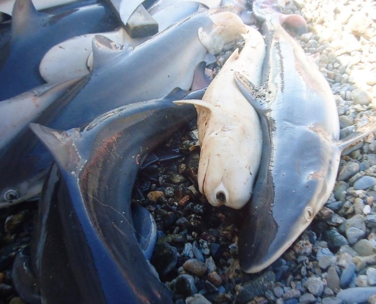 акула циклоп рядом с рыбами естественного оттенка