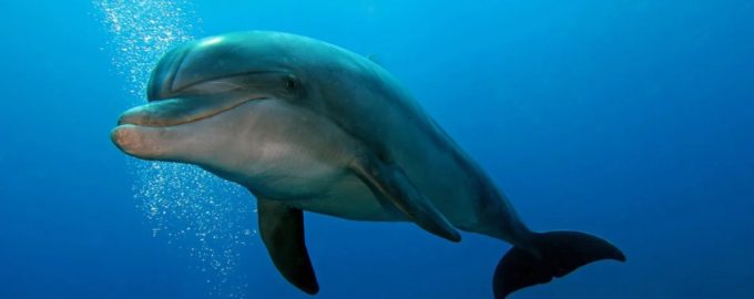как выглядит дельфин