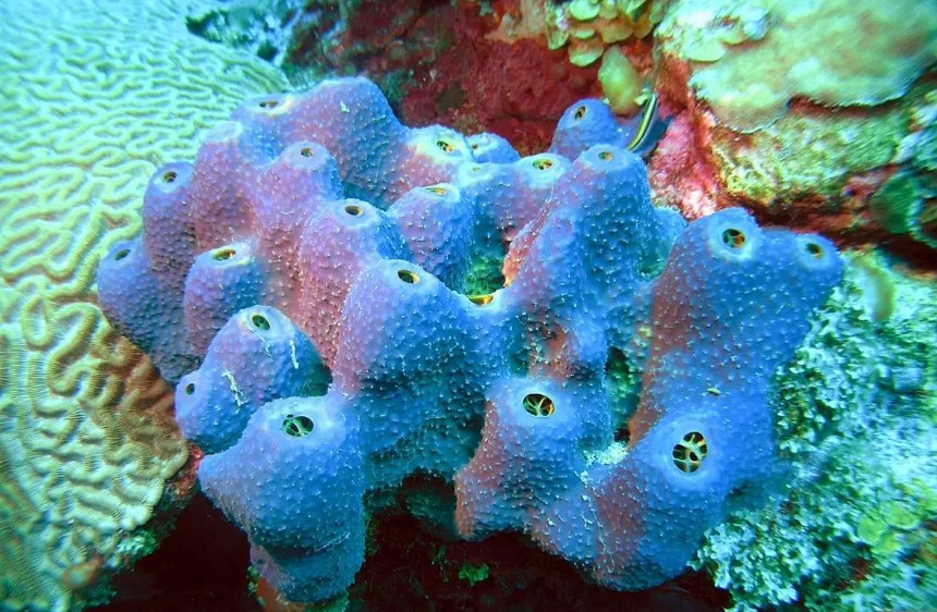 особенности жизни морской губки