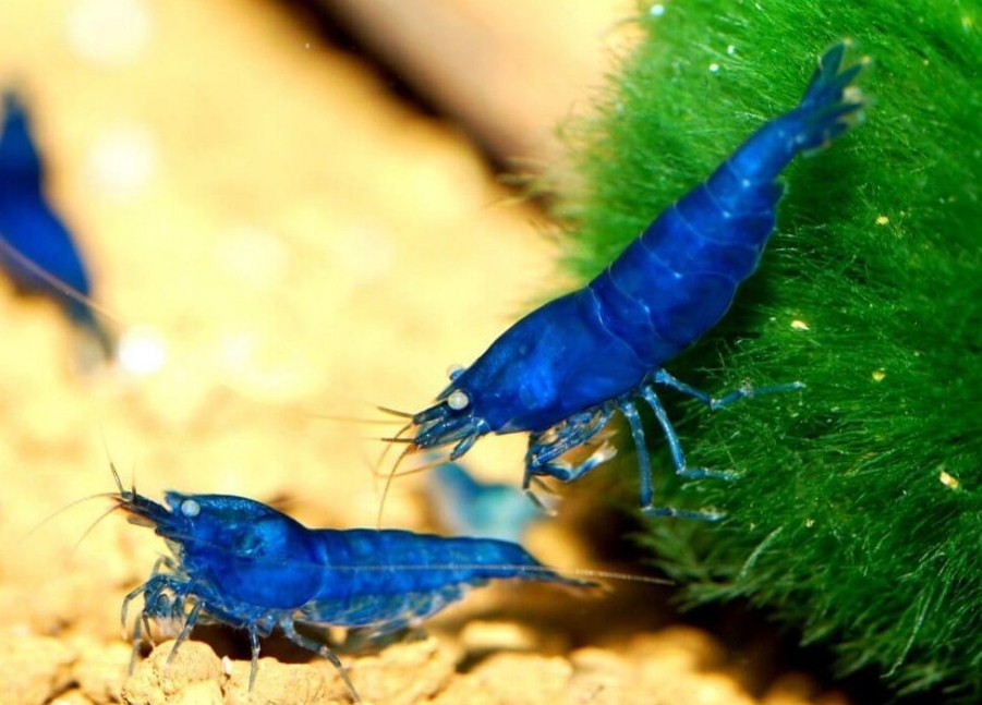 креветки на шариках кладифлоры