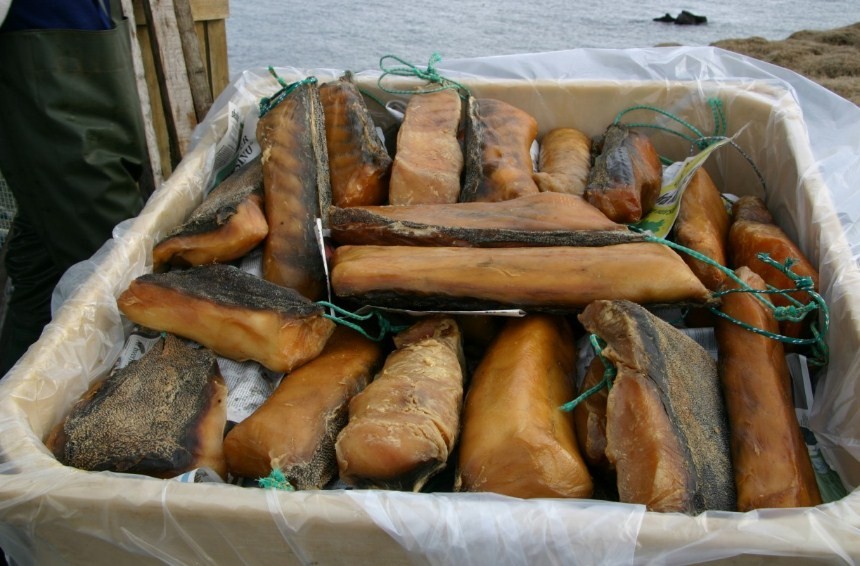 полярная акула