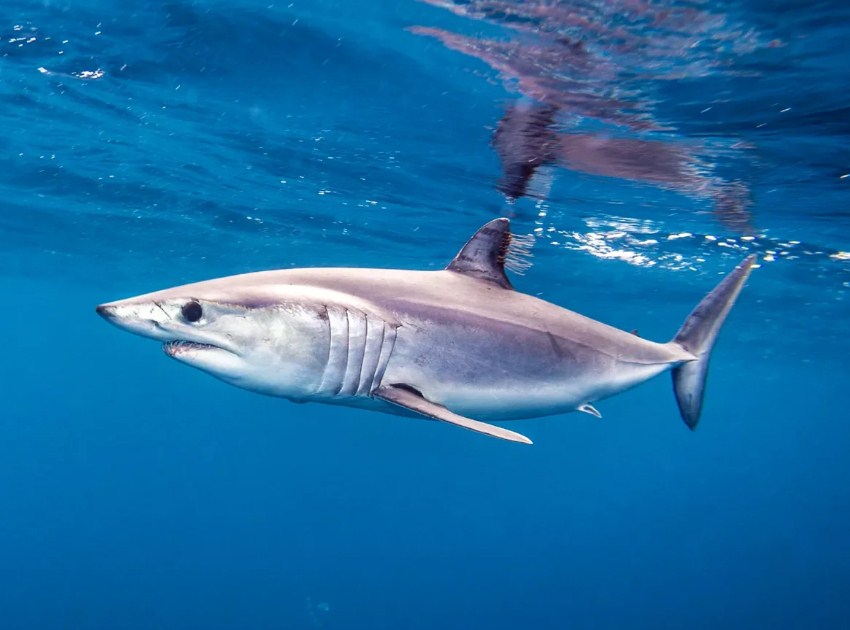 грозный вид акулы мако