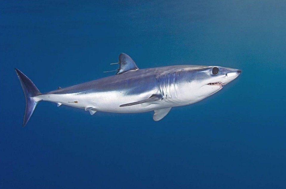 внешний вид акулы мако