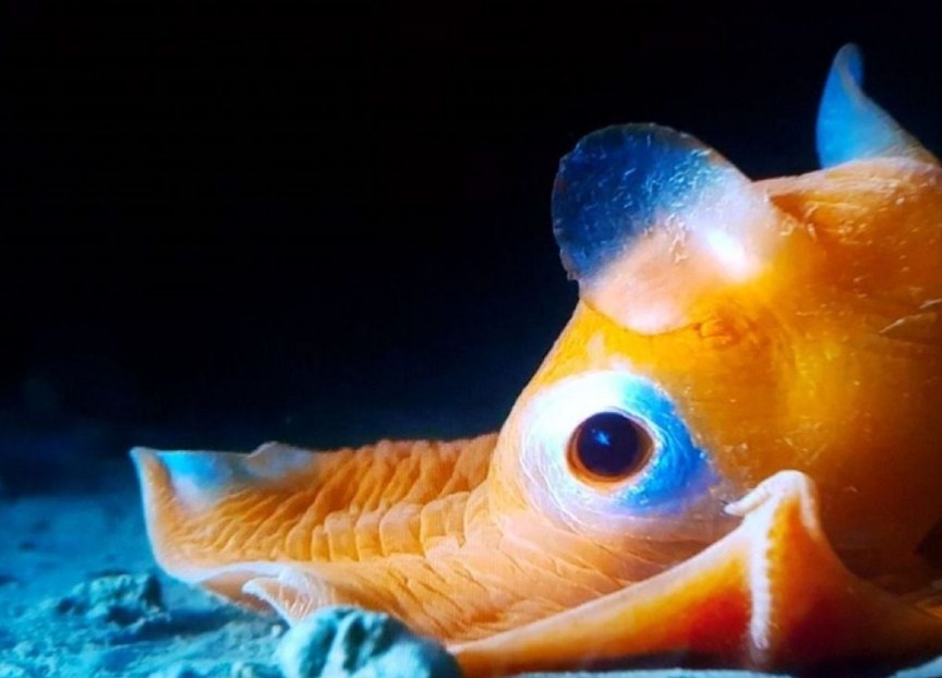 внешний вид осьминога дамбо