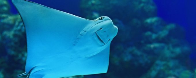 скат является родственником акулы