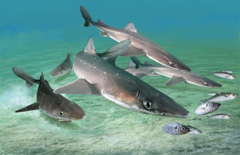 как выглядит акула катран