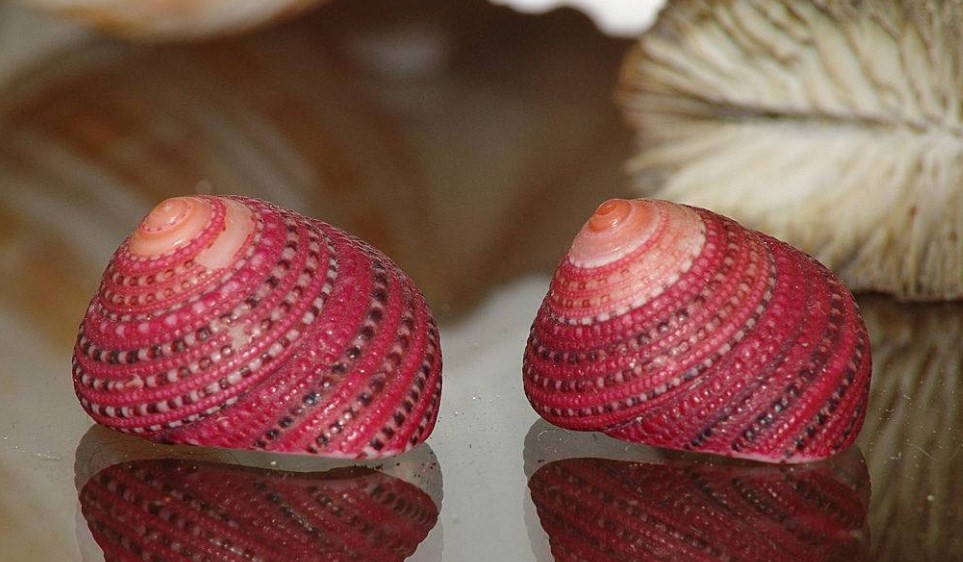 особенности раковины клубничной улитки 