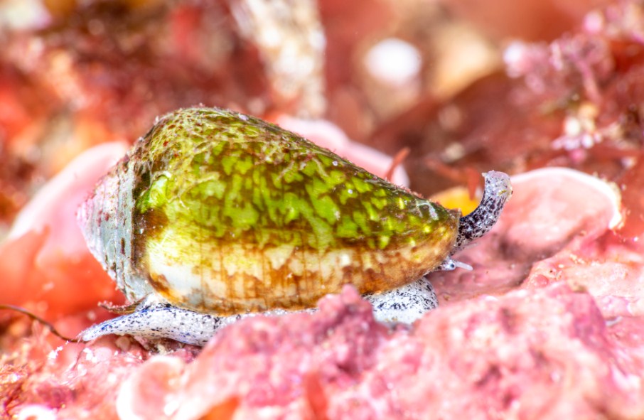 улитка ядовитая