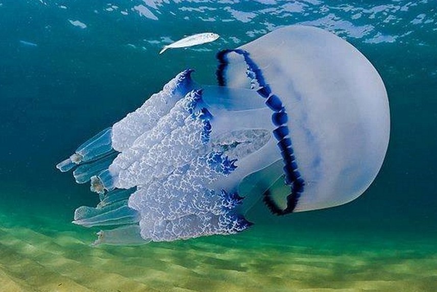 как выглядит корнерот 