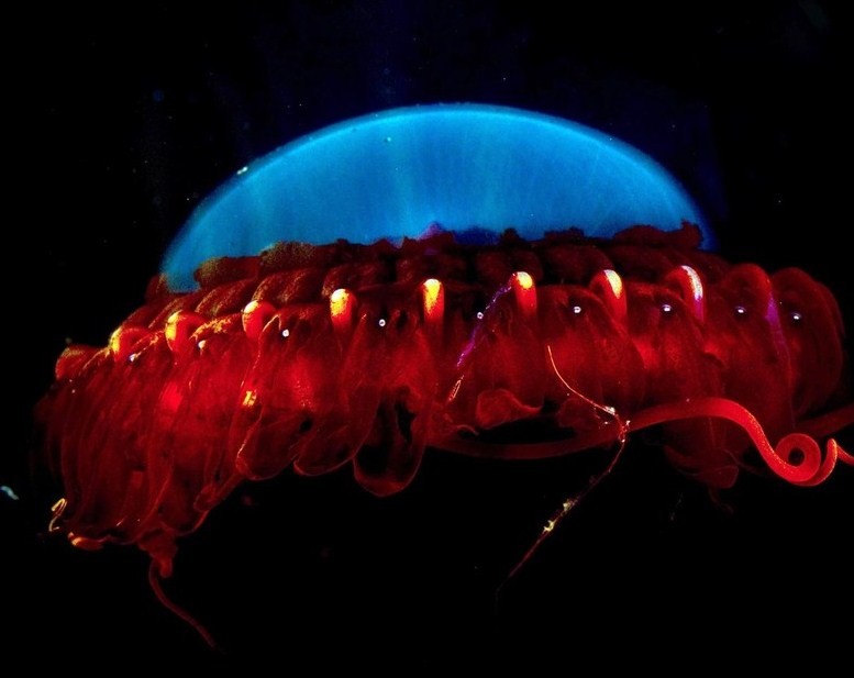 медуза которая светится в темноте