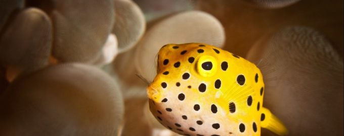 рыбку кузовок можно содержать в неволе