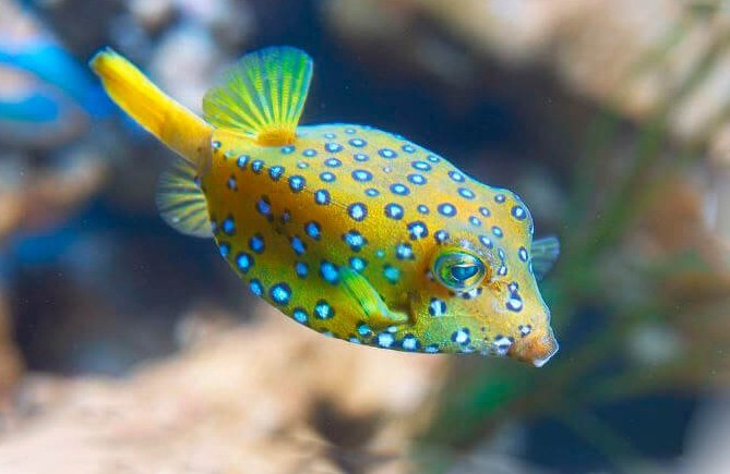 интересный оттенок рыбки кузовок