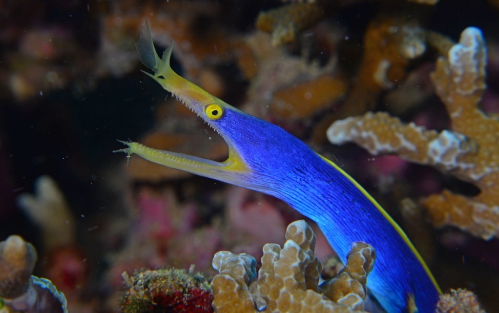 Ленточная мурена – рыба, которая меняет цвет и пол