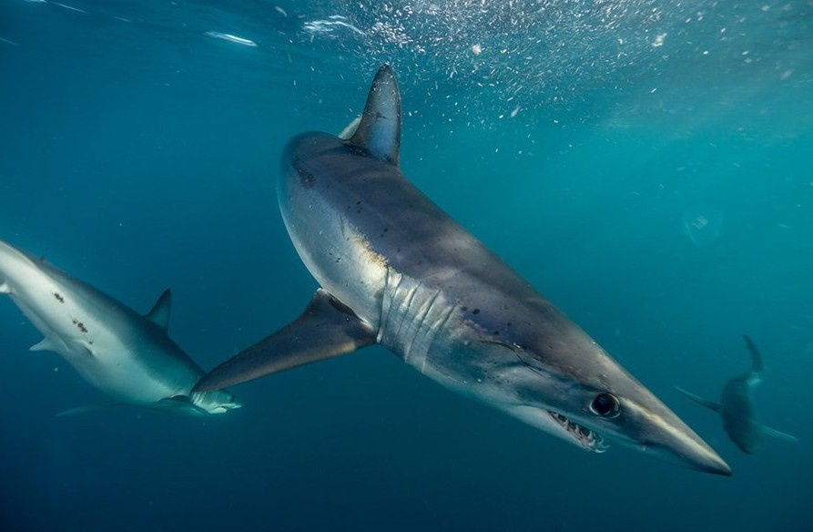 скоростной хищник мако