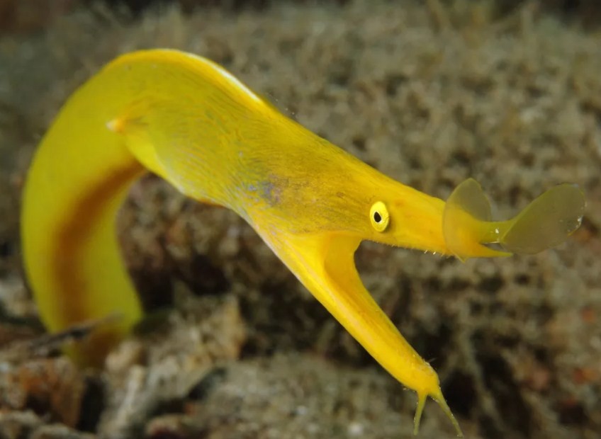 мурена по мере взросления меняет окрас