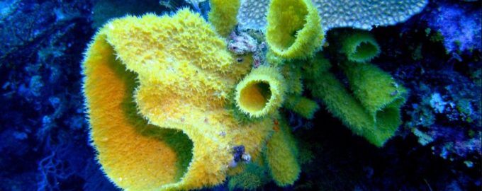 морская губка в естественной среде