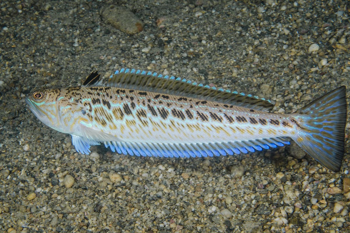 чем опасен морско дракончик