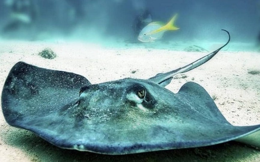 особенности строения ската