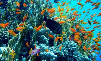 глубины красного моря