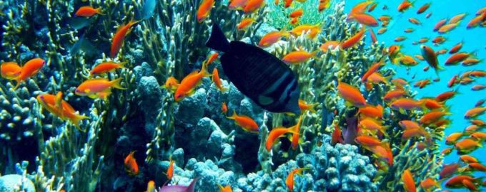 глубины красного моря