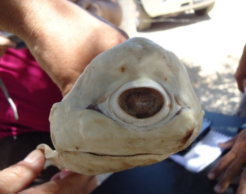 редкая одноглазая акула