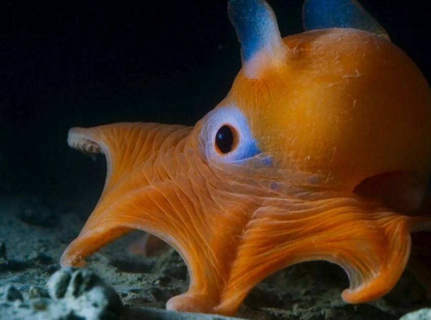 осьминог с длинными ушными плавниками