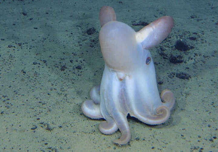 осьминог на морском дне