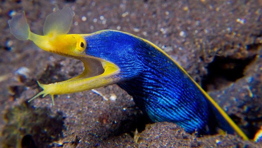 как выглядит мурена