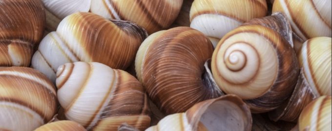 раковины брюхоногих моллюсков