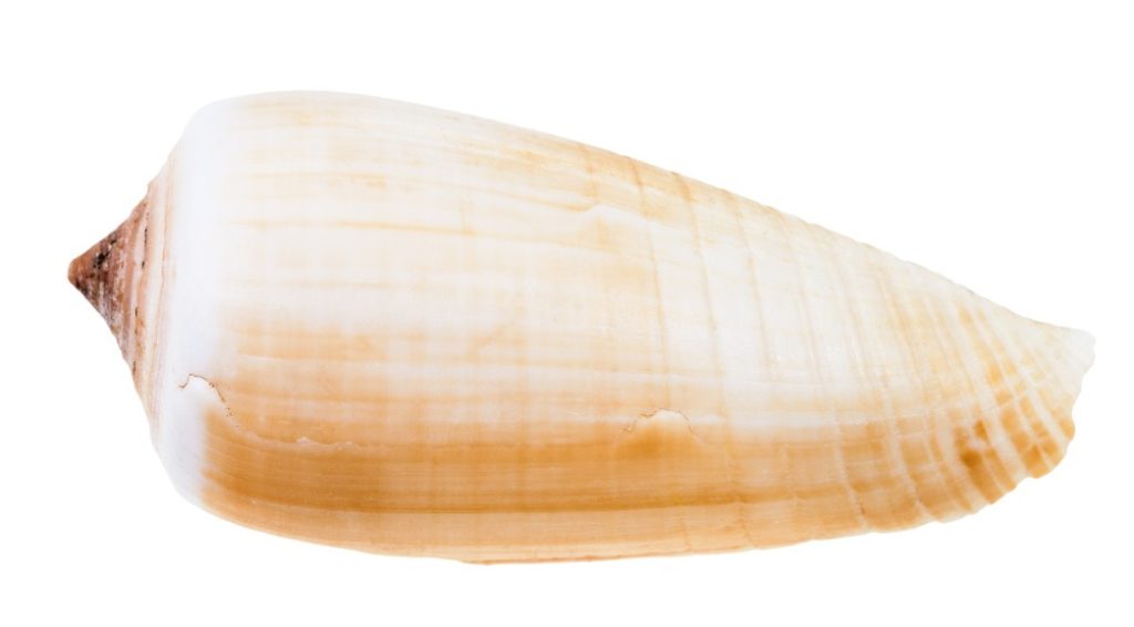 внешний вид конусной улитки