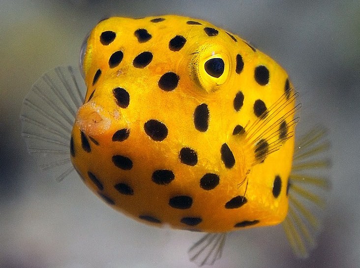 квадратная рыба обитает в теплых водах