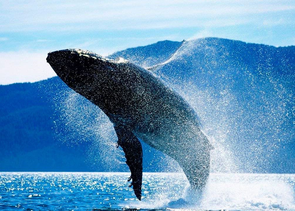 огромній синий кит