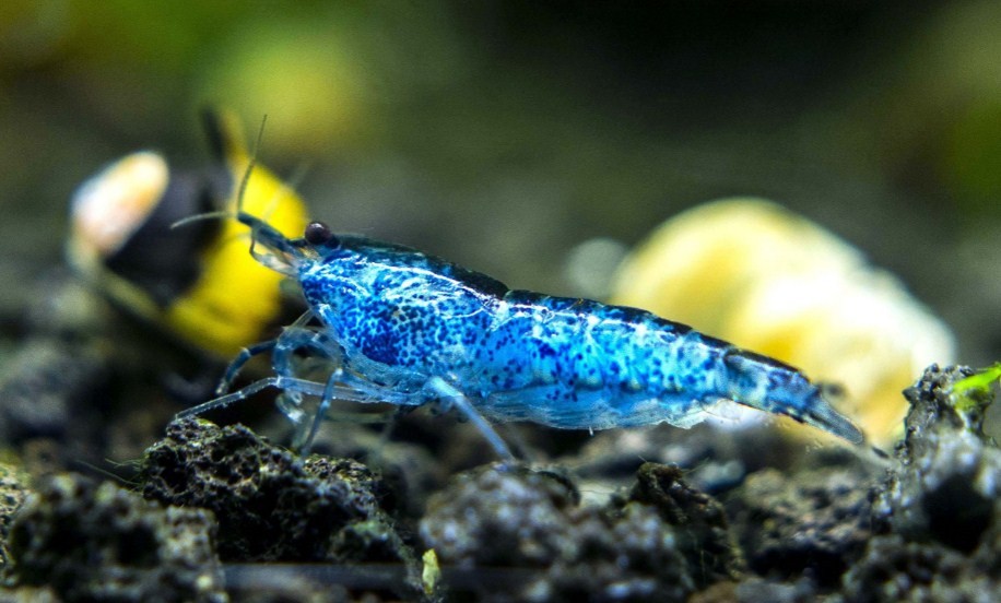 окрас синей креветки