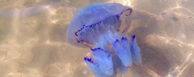 большая синяя медуза