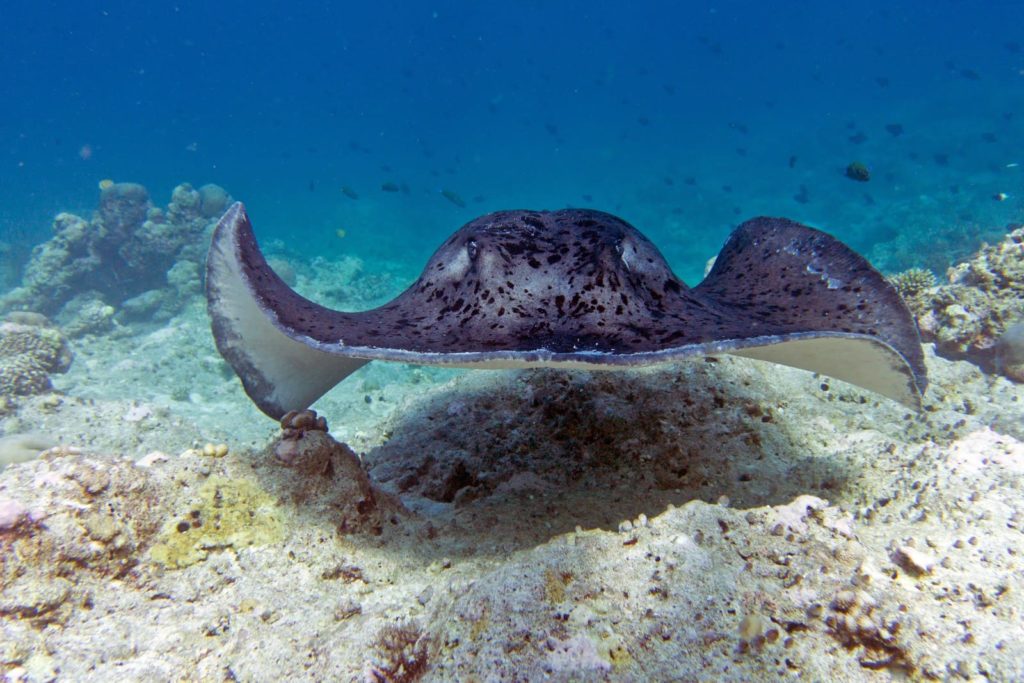 скат хвостокол обитает в черном море
