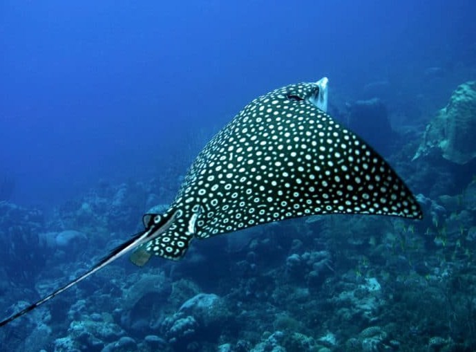 скат плавает