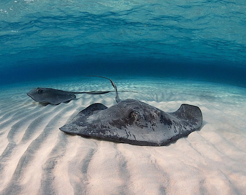 скат на дне