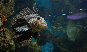 ядовитая скорпена