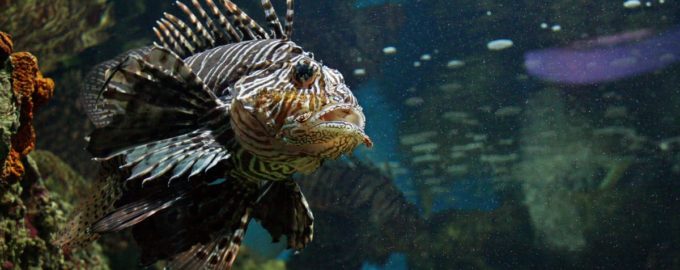 ядовитая скорпена