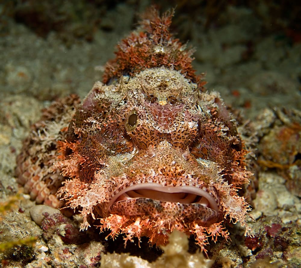 как выглядит рыба скорпена в Черном море